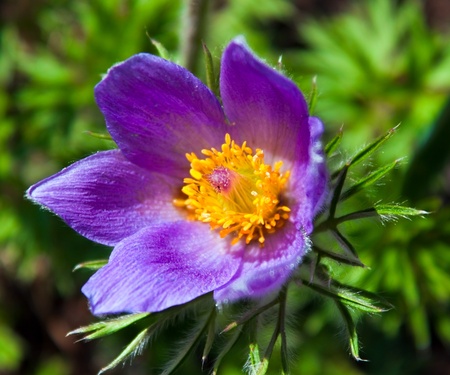 Flower on grass background