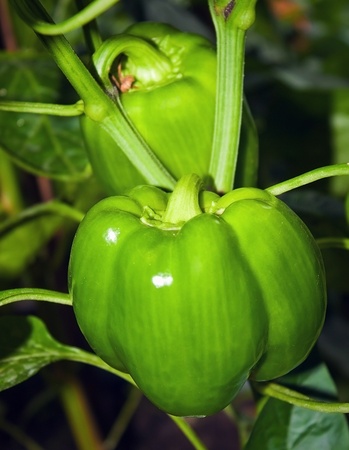Young green paprica in the farm