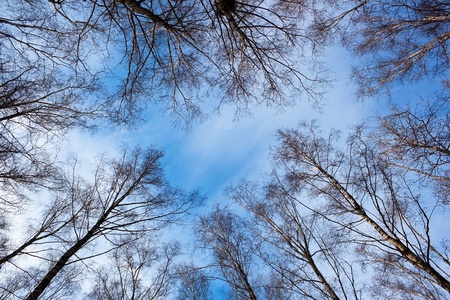 Birch trees on sunny day ower winter sky