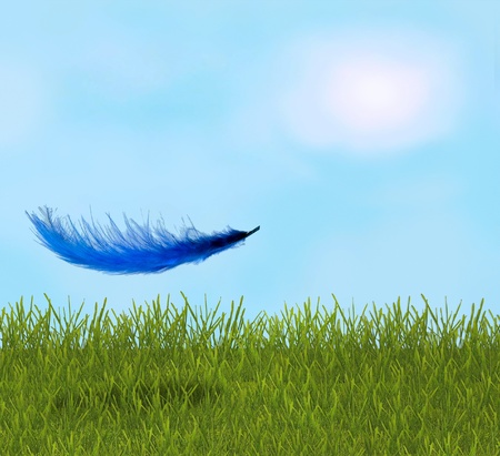 Feather in the sunny fieldの写真素材