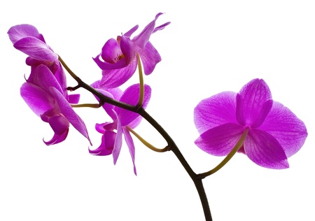 Beautiful violet orchid isolated on white backgroundの写真素材