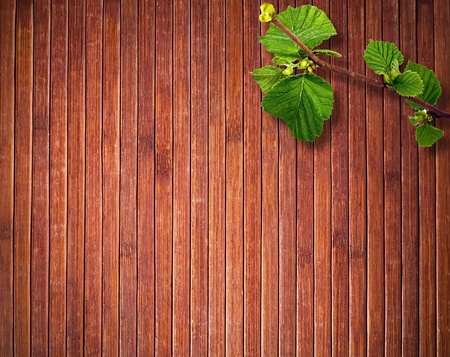 Green branch on wooden backgroundの写真素材