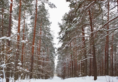 Forest in snowy winter time