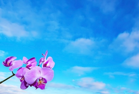 Blue sky texture with flowersの写真素材