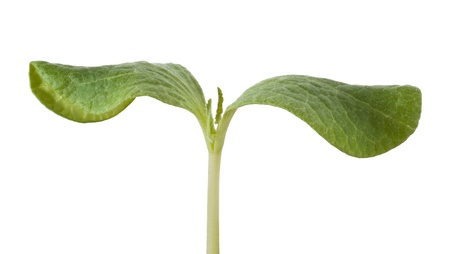 Beginning sprout in soilの写真素材