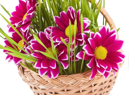 Chrysanthemum with grass in the basketの写真素材