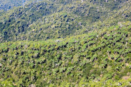 Green forest, view from the high point