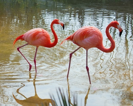 Two red flamingo in the pondの写真素材