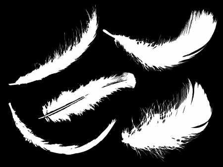 Set of white feathersのイラスト素材