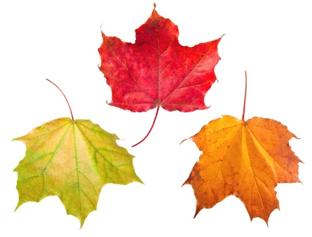 Three maple leafs on the white background