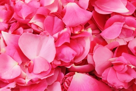 Background of red rose petalsの写真素材