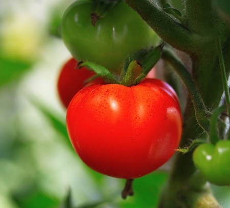 Tomatoes growing in soilの写真素材
