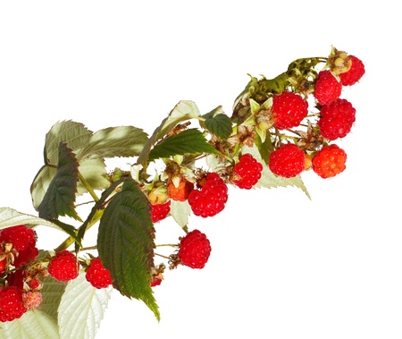Bunch of raspberry isolated on whiteの写真素材