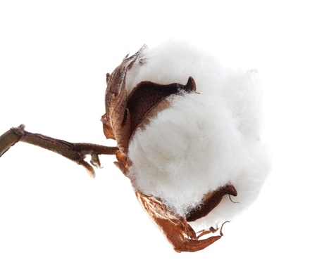 Cotton boll isolated on whiteの写真素材