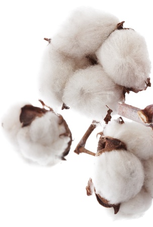 Cotton brunch on white backgroundの写真素材