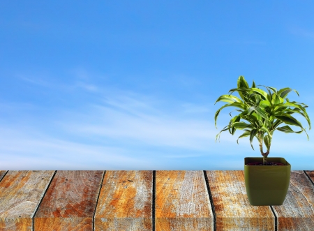 Wooden pier on sunny day with palm treeの写真素材