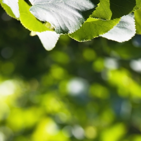 GReen natural background flom leavesの写真素材