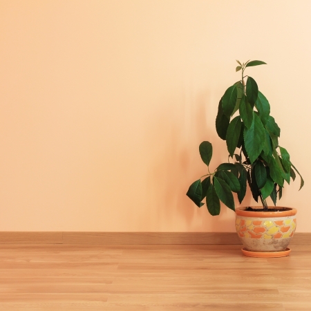 Plant in an empty roomの写真素材