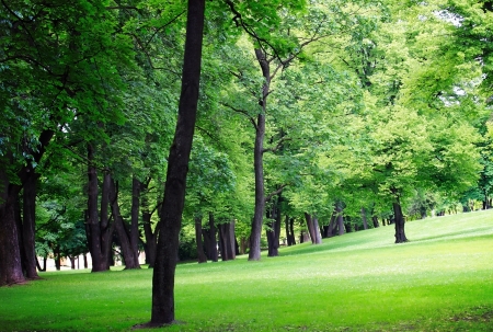 Green spring park with different treesの写真素材