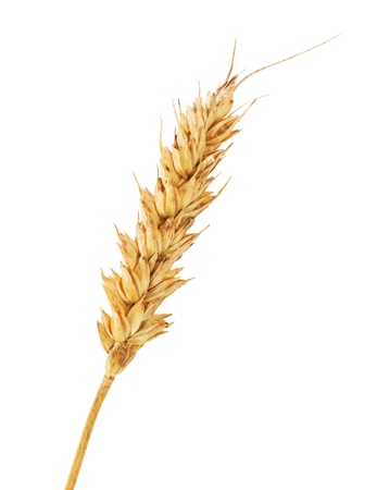 Single wheat ear isolated on white backgroundの写真素材