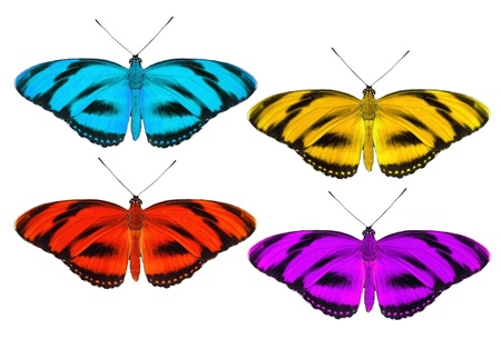Set of tropic butterfly isolated on whiteの写真素材
