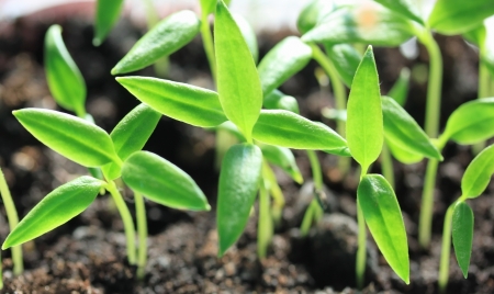 Group of fresh new sproutsの写真素材