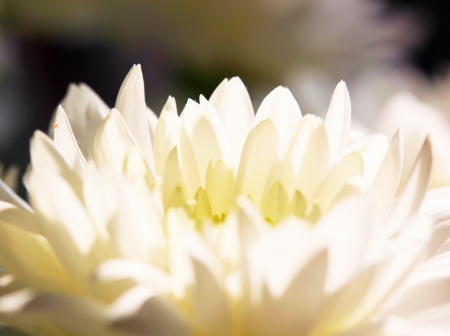 White flower petalsの写真素材