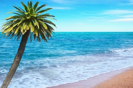 Beautiful seacost on sunny  day and palm treeの写真素材