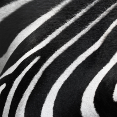 Zebra animal skin backgroundの写真素材
