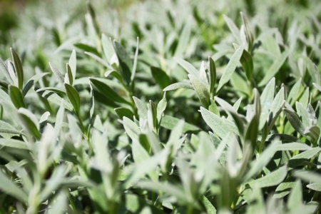 Green grass plant background