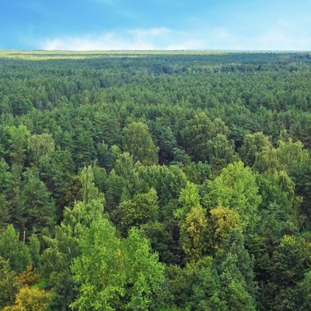 Forest and the sky