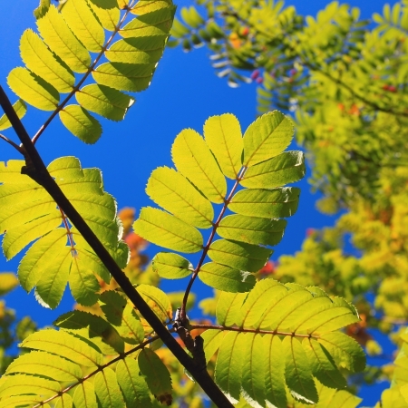 Rowan tree over blue sky