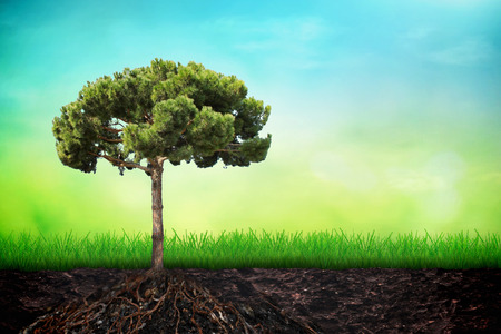 Fir tree in the soil on spring grass and sky background