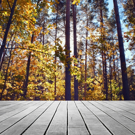 Table in spring forestの写真素材