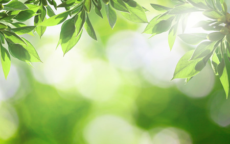 Abstract nature background with fresh green leaves in sunlight