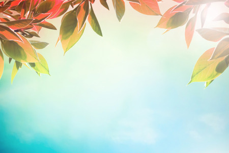 Early autumn dayswith red leaves as backgroundの写真素材