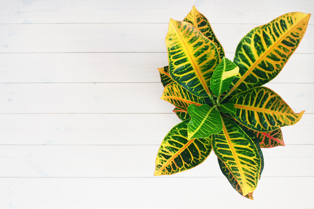 Plant on the wooden white background, view from topの写真素材