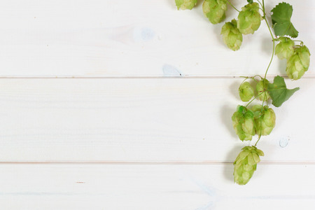 Hop plant on wooden white boardsの写真素材