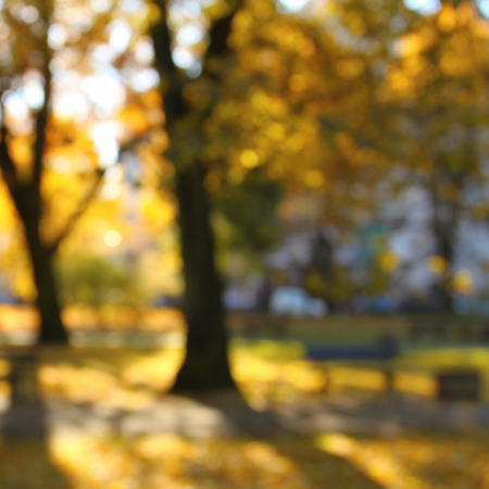 Blurred defocused background of autumn park in sunlightsの写真素材