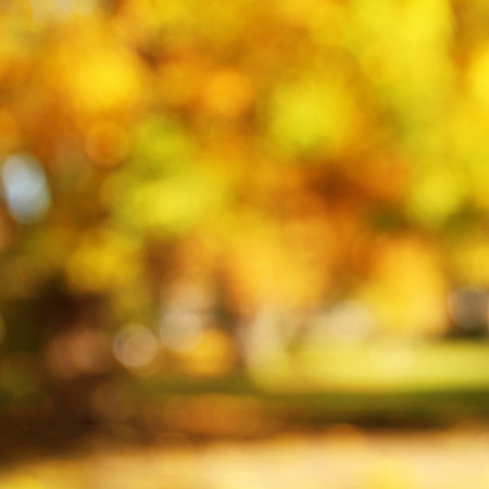 Park in autumn, blurred defocused natural backgroundの写真素材