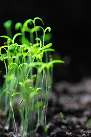 Beginnings in the sunny soilの写真素材