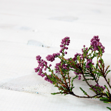 Heather flowers on the white woodの写真素材