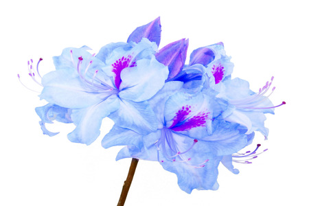 Rhododendron red flower on white backgroundの写真素材