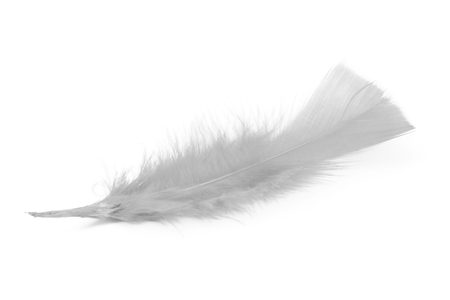 White feather on white backgroundの写真素材