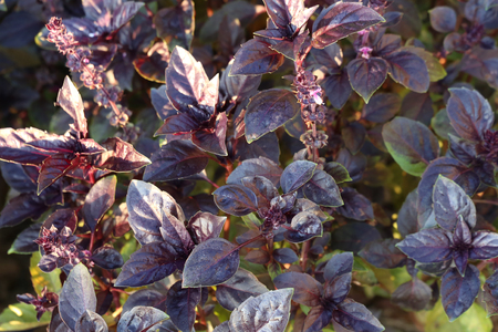 Purple basil leaves growingの写真素材