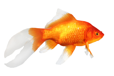 Goldfish isolated on whiteの写真素材