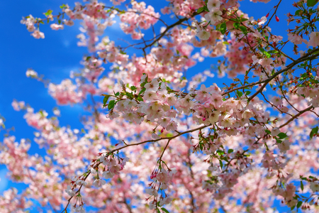 Sakura red flowers over the blue skyの写真素材