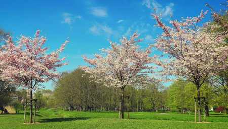 Sakura trees in park on sunny april dayの写真素材