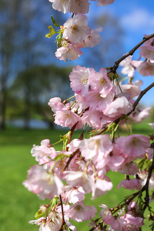 Cherry sakura flowersの写真素材