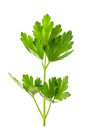 Parsley isolated on whiteの写真素材